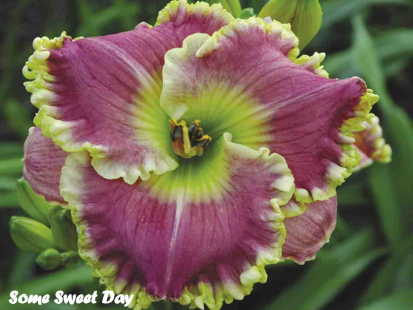 catalog/images/startseite/some sweet days.jpg